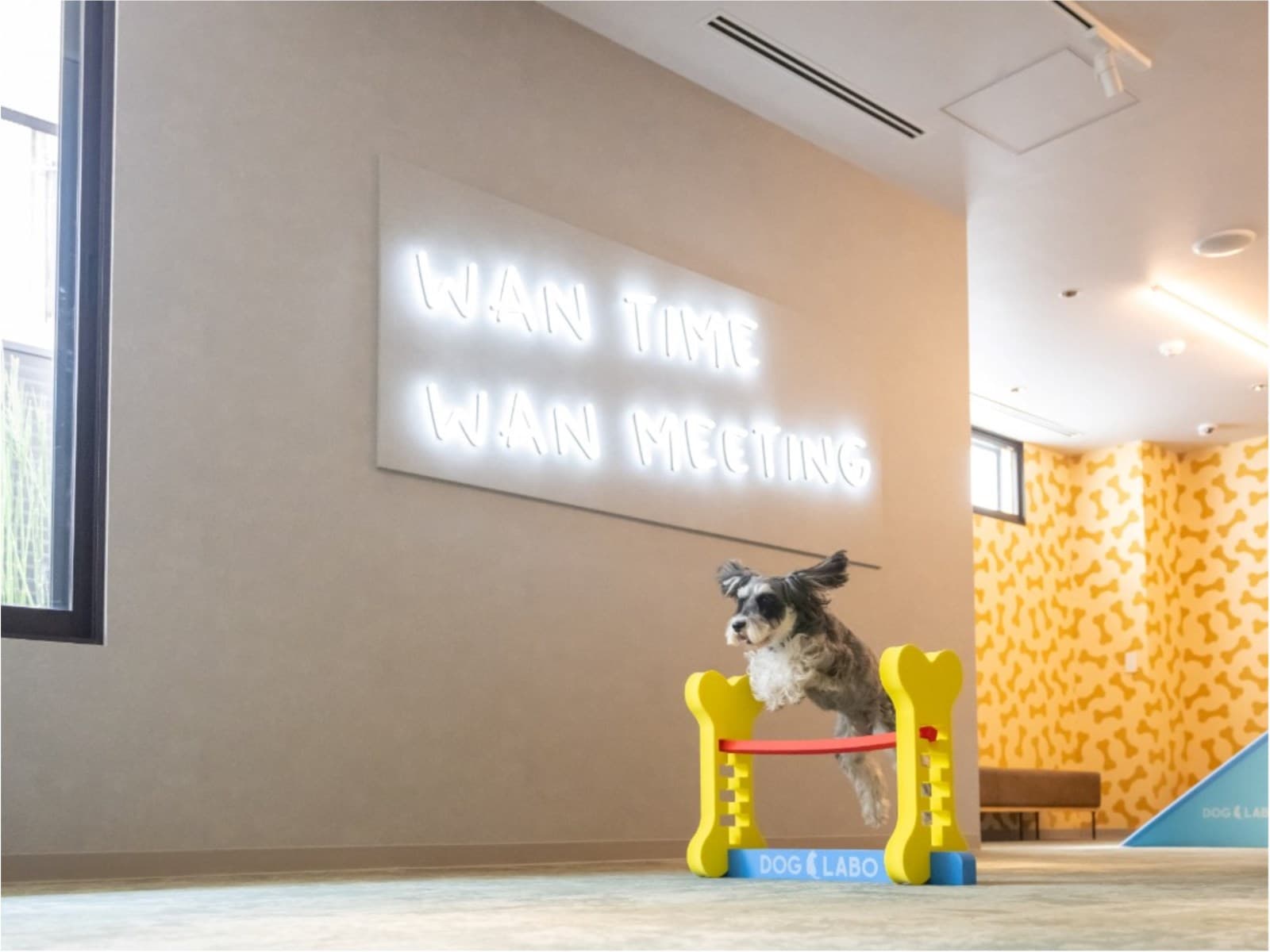 毎月開催! お得な犬種限定割プラン 【10月はシーズー又は 同犬種MIX】 < 素泊り > 画像4