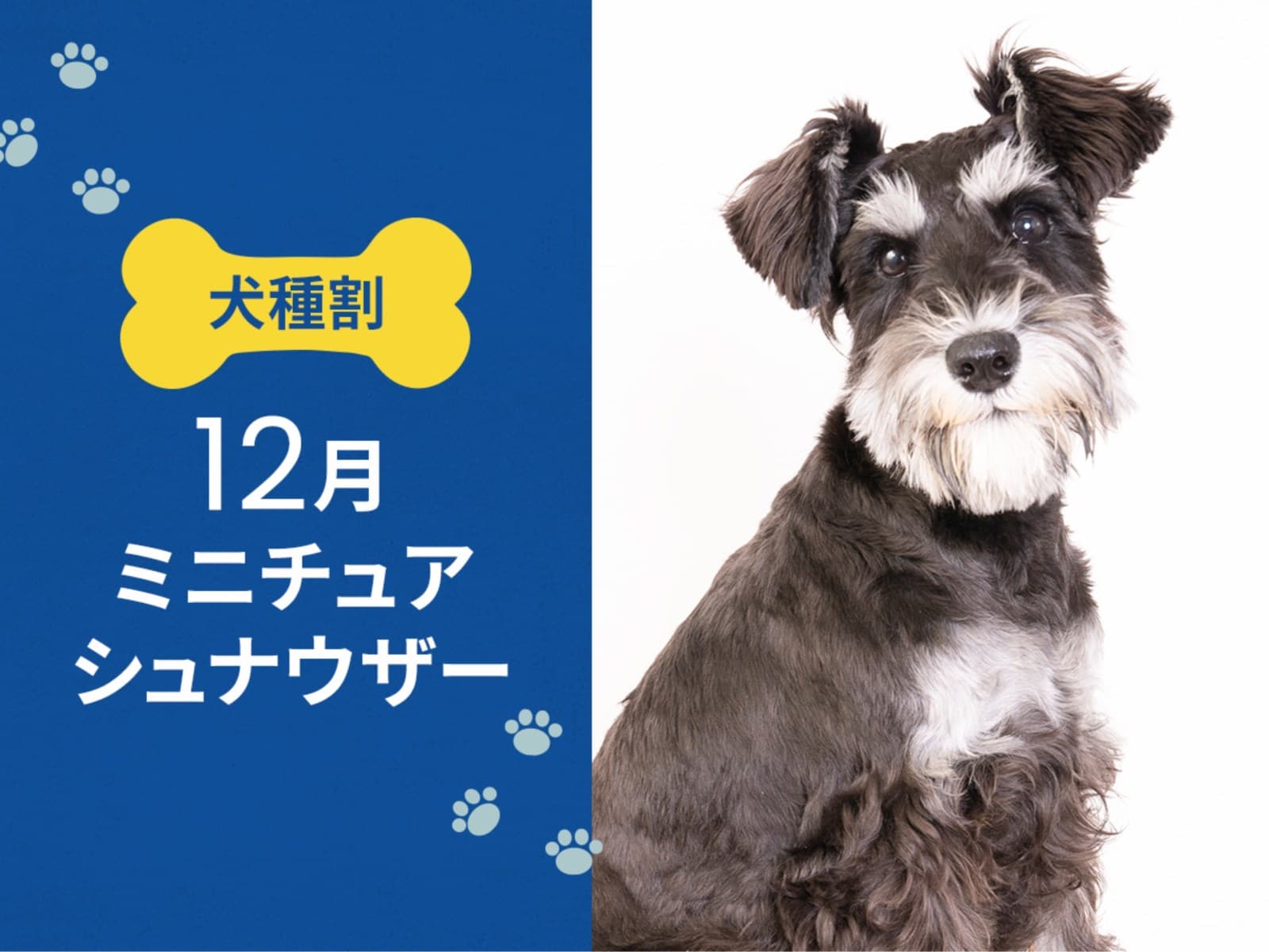 毎月開催! お得な犬種限定割プラン【12月はミニチュアシュナウザー又は 同犬種MIX】<朝食付> 画像1