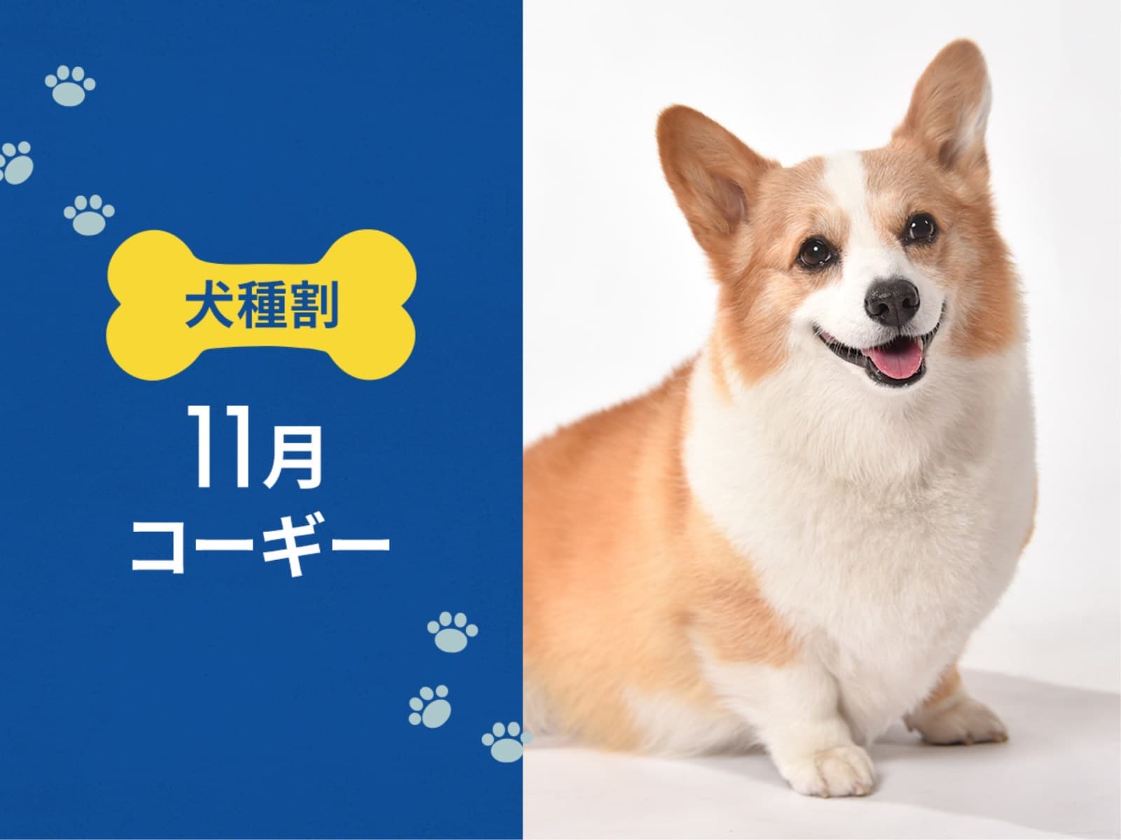 毎月開催! お得な犬種限定割プラン 【11月はコーギー又は 同犬種MIX】 < 朝食付 > 画像1