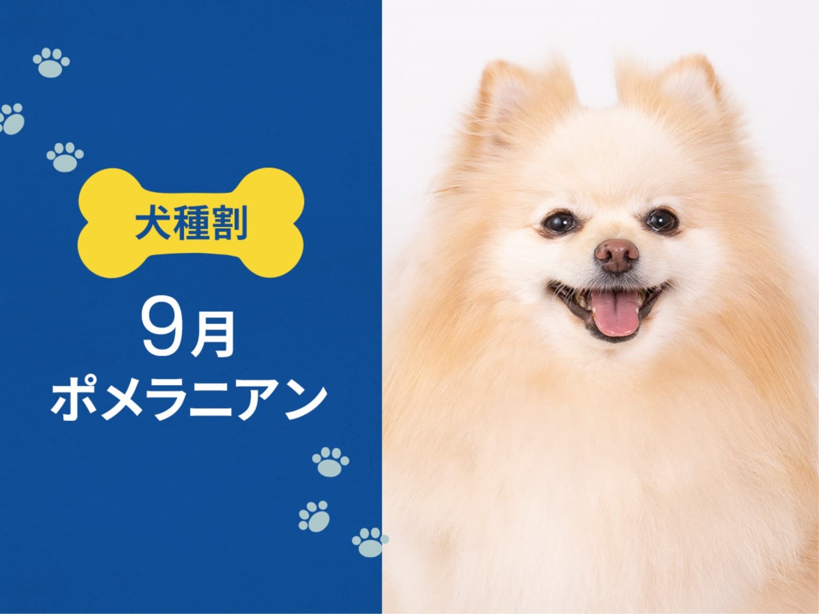 毎月開催! お得な犬種限定割プラン 【9月はポメラニアン又は 同犬種MIX】 < 朝食付 > 画像1