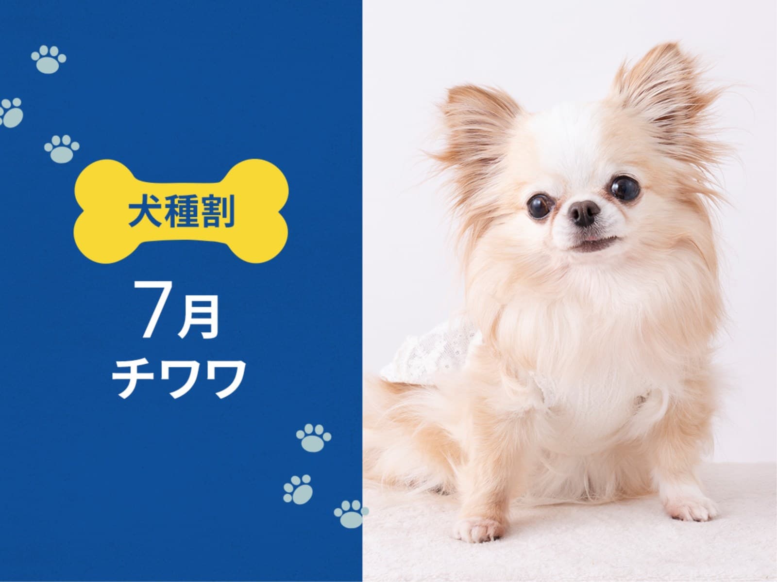 毎月開催! お得な犬種限定割プラン 【7月はチワワ又は 同犬種MIX】 < 朝食付 > 画像1