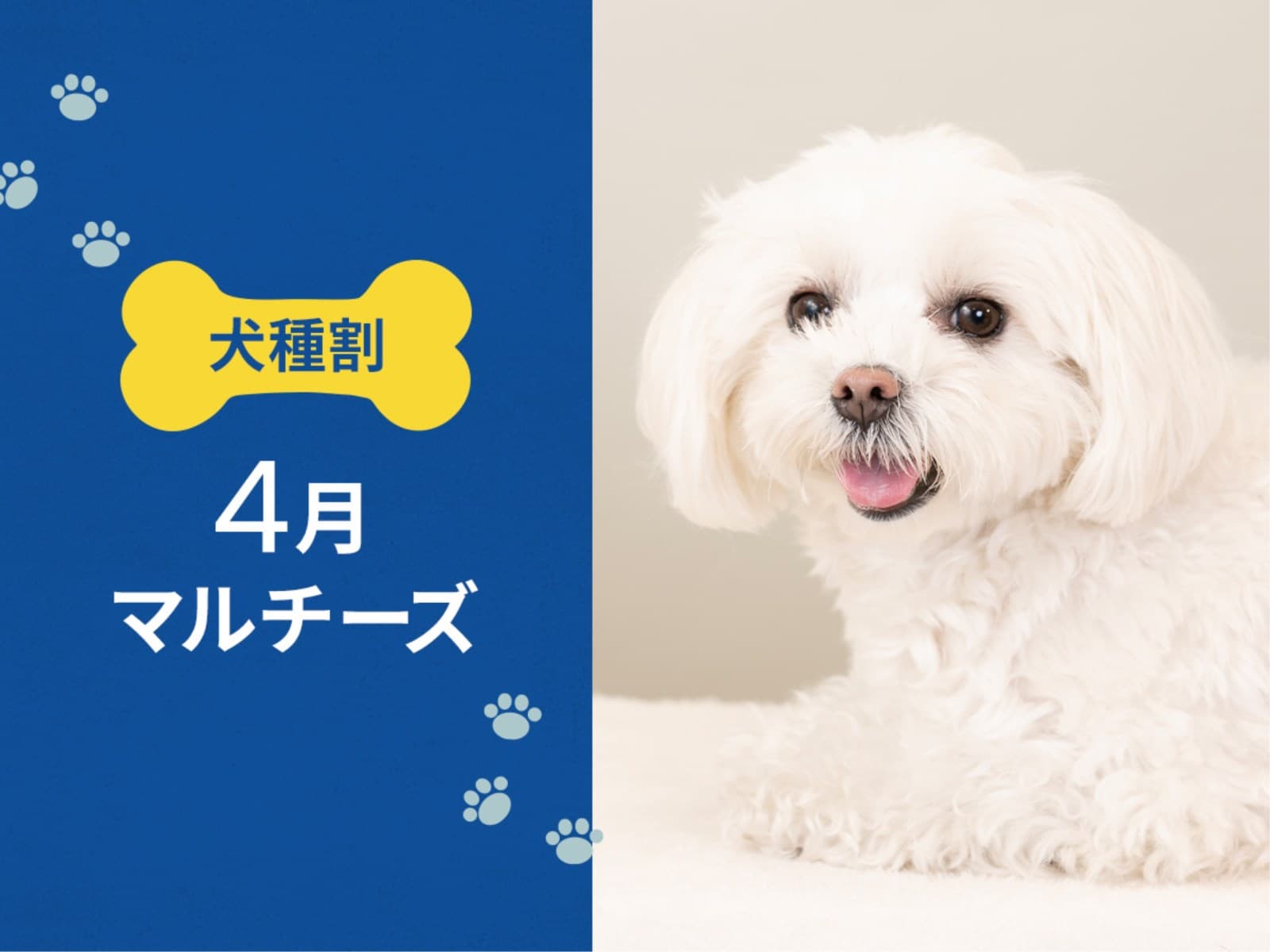 毎月開催! お得な犬種限定割プラン 【4月はマルチーズ又は 同犬種MIX】< 素泊り > 画像1