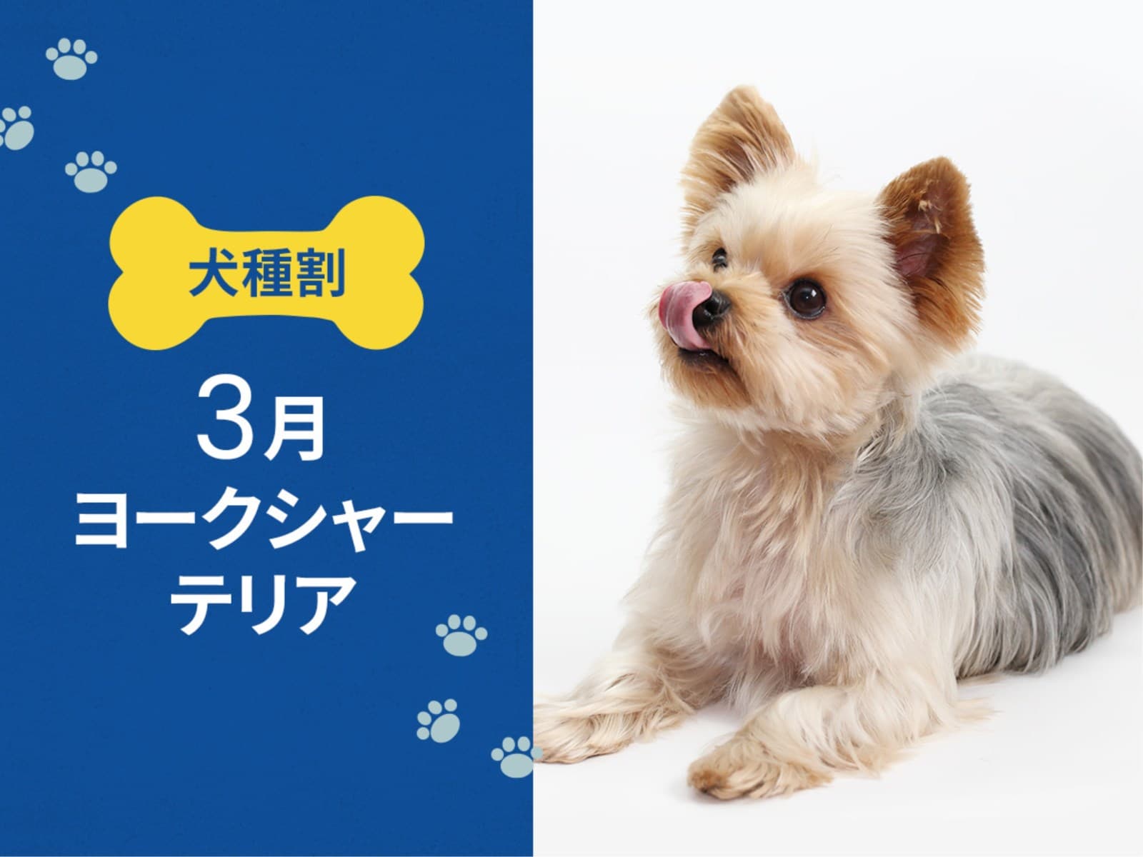 毎月開催! お得な犬種限定割プラン【3月はヨークシャーテリア又は 同犬種MIX】< 素泊り > 画像1