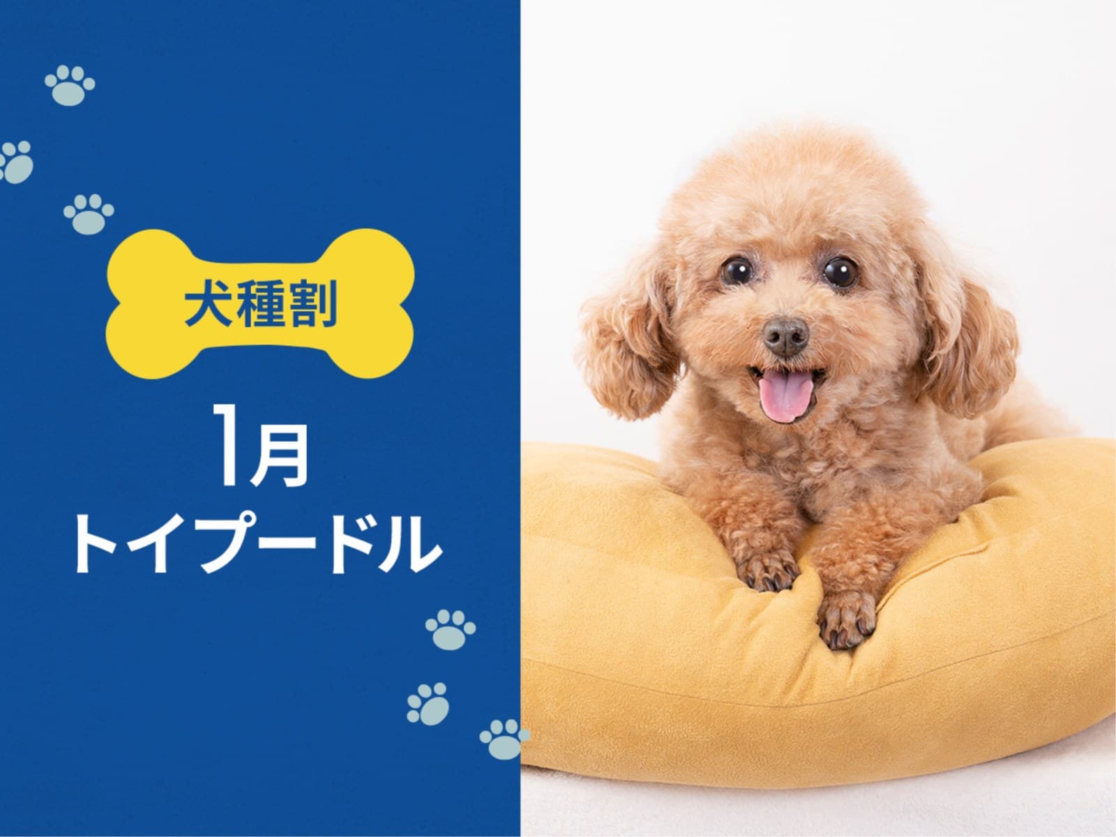 毎月開催! お得な犬種限定割プラン 【1月はプードル又は 同犬種MIX】 < 素泊り > 画像1